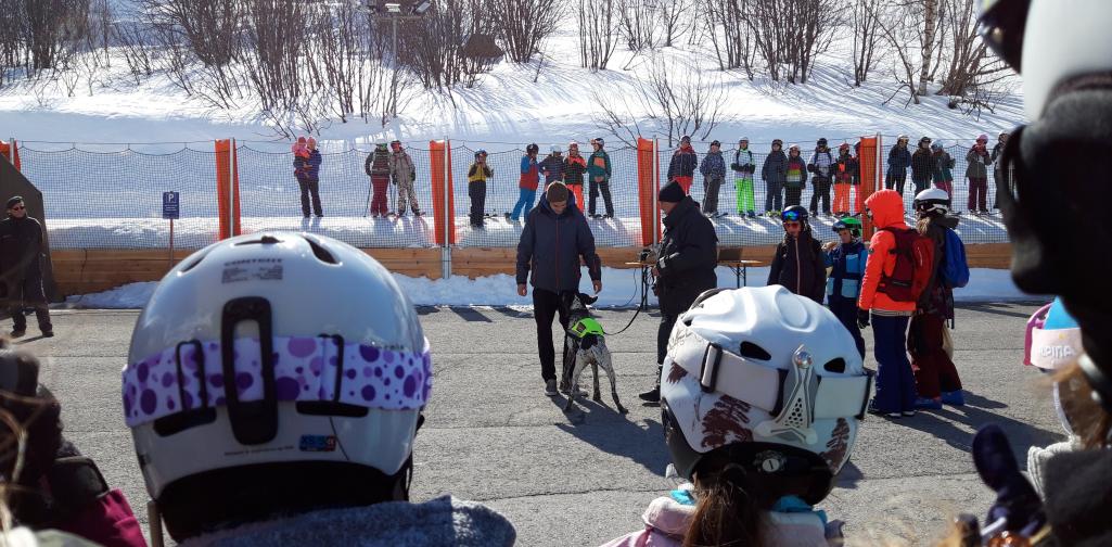Drogenhund im Einsetz